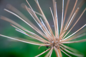 A close-up of a dried flower