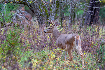 White-tailed buck during the Wisconsin rut in October