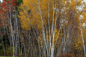 Fototapeta premium Wisconsin white birch trees in October with fall colors