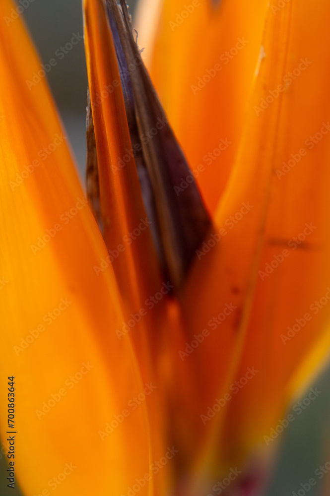 Wall mural Birds of paradise flower close-up