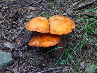 mushrooms in the forest