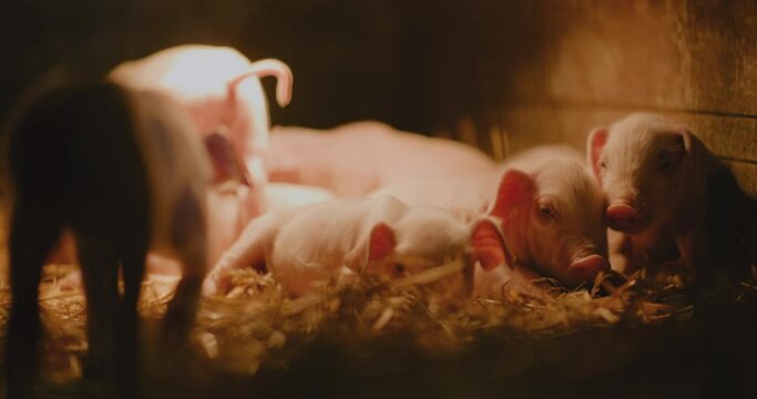 Pigs Farm Piggery Group Of Young Small Pigs Piglets Livestock Farm Newborn Pigs