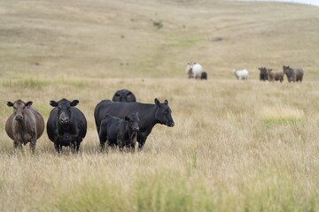 Cow face close up looking at camera. Black Wagyu cow in a summer field in australia