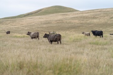 stud wagyu and angus beef cows in a paddock free range in australia, in a dry grass field