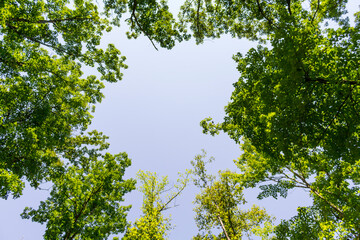 A sky view of circular green trees with leaves canopy opening in a forest at Red River Gorge...