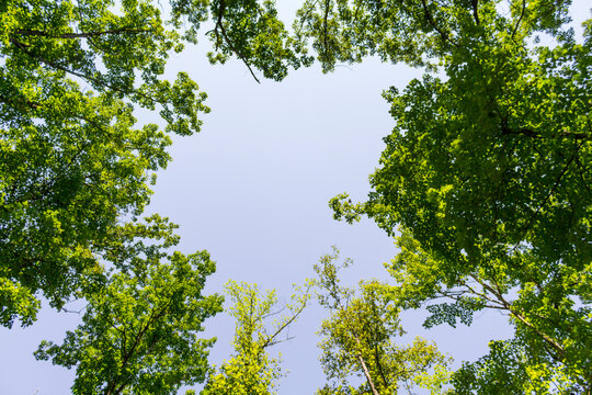 A sky view of circular green trees with leaves canopy opening in a forest at Red River Gorge Kentucky.