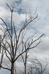 Dead trees in a paddock