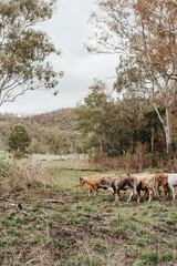A herd of cattle standing in a paddock