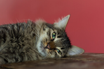 Cute tabby cat with green eyes lying on a wooden table