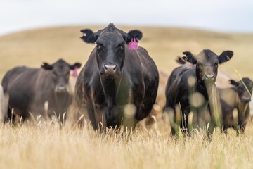 wagyu and angus cattle are Agricultural free range livestock on a farm. Cows grazing on free range...