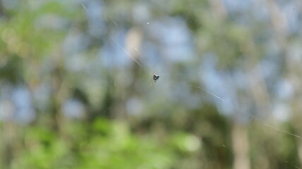 A very small black spider is sitting on the center of its spider net