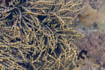 Tamarama Beach, Sydney, NSW Australia