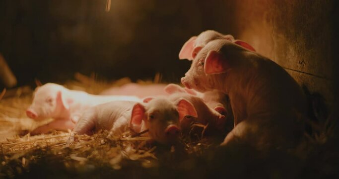 Pigs Farm Piggery Group Of Young Small Pigs Piglets Livestock Farm Newborn Pigs
