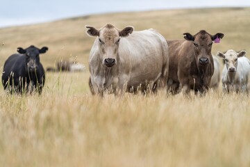 wagyu and angus cattle are Agricultural free range livestock on a farm. Cows grazing on free range green pasture and native grasses. Fat cow in a field on a farm in Australia