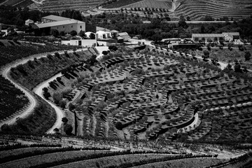 Vineyards in the Douro Valley, Portugal. Black and white photo. - obrazy, fototapety, plakaty