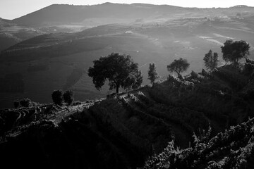 A slope among vineyards in the Douro Valley, Portugal. Black and white photo. - obrazy, fototapety, plakaty