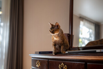 Curious slim short-haired tall-eared purebred cat Devon rex sitting on treillage, looking with interest. Pet living in homes, performing function of friends, companions, helpmates 