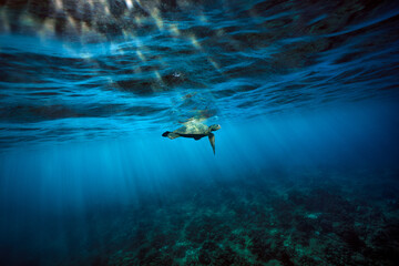 A green sea turtle surfaces for a breath of air as the early morning sun breaks the surface of the ocean over the clear waters and coral reef of Hawaii. - obrazy, fototapety, plakaty
