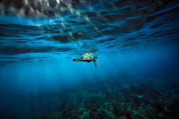 Tuinposter A green sea turtle surfaces for a breath of air as the early morning sun breaks the surface of the ocean over the clear waters and coral reef of Hawaii. © Janelle