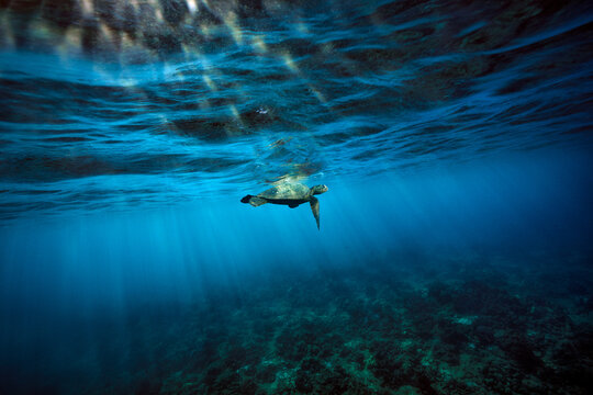 A green sea turtle surfaces for a breath of air as the early morning sun breaks the surface of the ocean over the clear waters and coral reef of Hawaii.