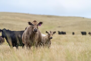 wagyu and angus cattle are Agricultural free range livestock on a farm. Cows grazing on free range green pasture and native grasses. Fat cow in a field on a farm in Australia