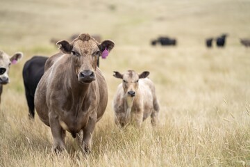 Stud Beef bulls, cows and calves grazing on grass in a field, in Australia. breeds of cattle...