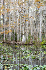bald cypress trees in winter on the edge of a lily filled pond. In southwest Florida.