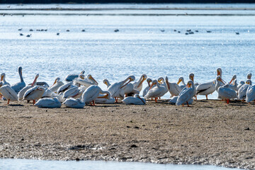 Large flock of white pelicans preening on a beach in the Ding Darling wildlife refuge