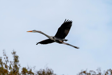 Great blue heron in flight with fully outstretched wings. In southwest Florida.