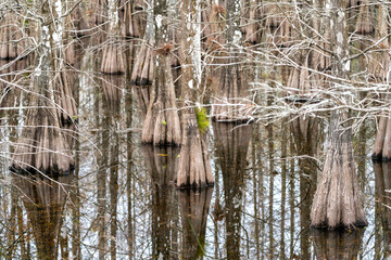Cluster of bald cypress trees in winter, with leaves dropped. There are reflections in the water below