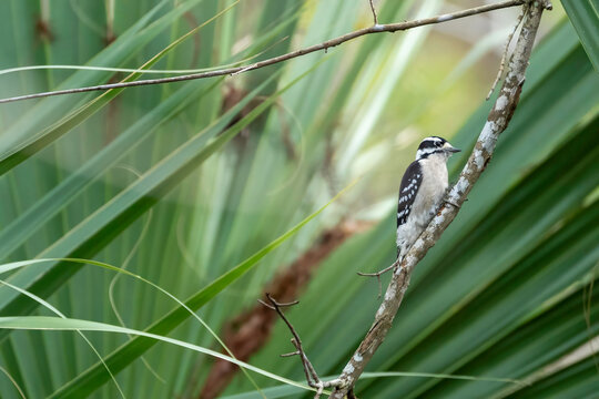 Female downy woodpecker perched on a branch in front of palm tree leaves