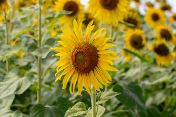 Fototapeta premium A close up shot of the sunflower, the seeds are clearly visible and the pollen pollen is clear.