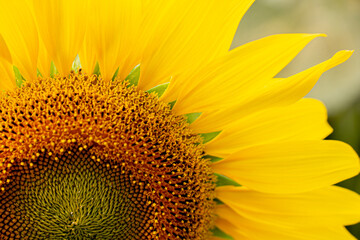 Naklejka premium A close up shot of the sunflower, the seeds are clearly visible and the pollen pollen is clear.