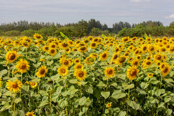 A close up shot of the sunflower, the seeds are clearly visible and the pollen pollen is clear.
