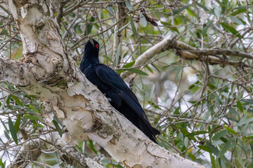 Male Pacific Koel perched in Paper Bark Tree
