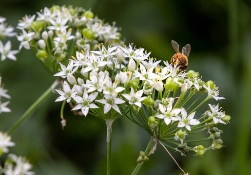 Macro of a honey bee sitting on a allium ursinum wild garlic blossom