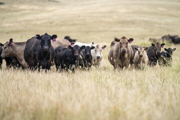 Stud Beef bulls, cows and calves grazing on grass in a field, in Australia. breeds of cattle include wagyu, murray grey, angus, brangus and wagyu on long pasture in summer