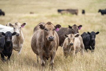 wagyu and angus cattle are Agricultural free range livestock on a farm. Cows grazing on free range green pasture and native grasses. Fat cow in a field on a farm in Australia