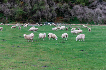 Photograph of a mob of sheep grazing in a lush green pasture near Lake Moke near Queenstown on the South Island of New Zealand