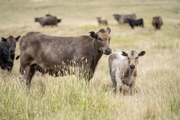 angus, wagyu and murray grey cattle in a paddock on a farm with long dry summer grass on a farm in australia