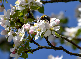 Bee walking on petals