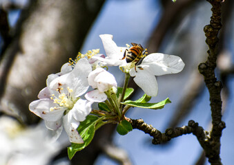 Bee on blossom