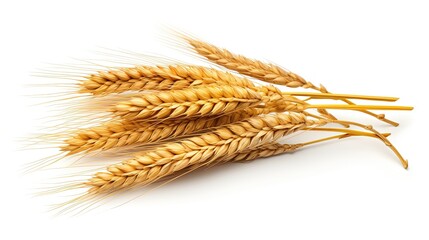 Wheat ears isolated on transparent white background