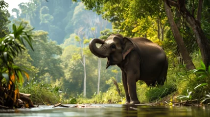 Foto op Plexiglas The happiness of Asian elephants in the wild at the foot of the mountains in Thailand. © suwatsilp