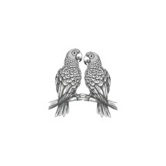 hand-drawn two parrot design, illustration, white background, retro style