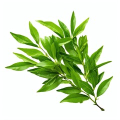 Tea leaf, png, top view, Transparent background