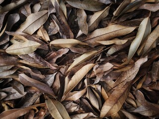 Dried leaves, dried durian leaves that fall from durian trees pile up on the ground.