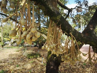 Durian flowers, durian trees are blooming, durian flowers are formed in groups, when the time...