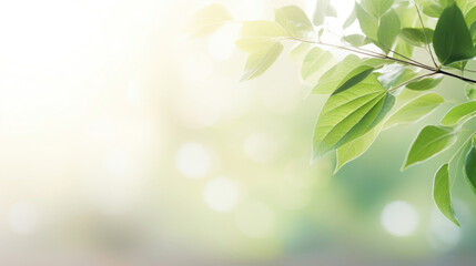 Sunshine streaming through fresh green leaves, with a gentle bokeh effect creating a calm and soothing backdrop.