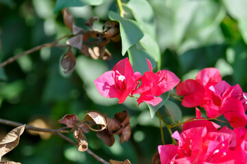 Bougainvillea or paper flower , red paper flower